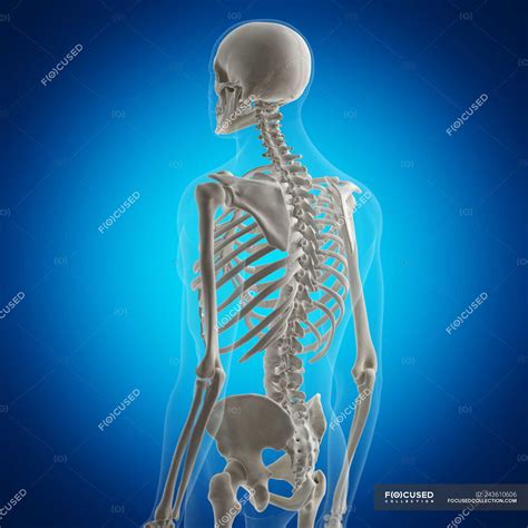 Back Neck Bones Human Human Back Bones Back Of Human Skeleton Dk Find