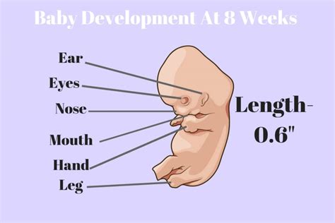 8 Weeks Pregnant Babys Development Info Graphic Babies Carrier