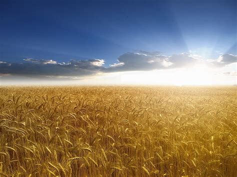 Hd Wallpaper Wheat Field The Sky The Sun Rays Agriculture Nature