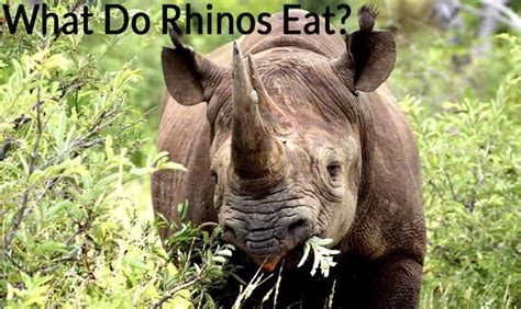The Black Rhinos Diet Fight For Rhinos