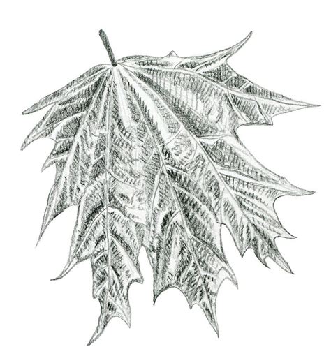 Hand Drawn Leaf Of Maple Illustration Stock Illustration Illustration