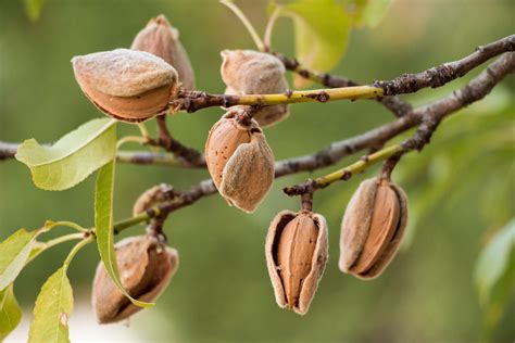 Almond Tree Guide How To Plant And Grow An Almond Tree 2022