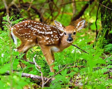 Fawn White Tailed Deer Young Of The Woods Photograph By Timothy
