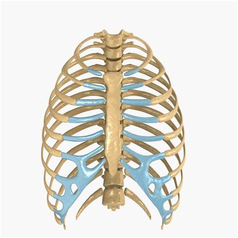 The thorax is anatomical structure supported by a skeletal framework (thoracic cage) and contains the principal organs of respiration and circulation. human rib cage respiratory 3d model