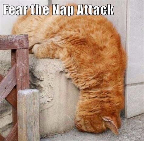 Fear The Nap Attack Lolcats Lol Cat Memes Funny Cats Funny