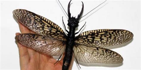 Worlds Largest Aquatic Insect May Have Been Found And It Will Haunt
