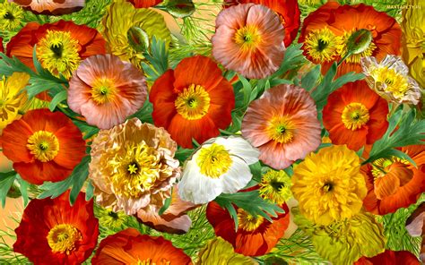 Tapety Zdjęcia Kolorowe Grafika Maki Kwiaty