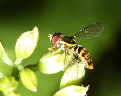 A Fly That Looks Like A Bee Toxomerus Geminatus