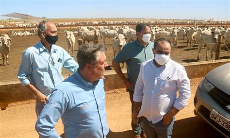 Garantia de produção de carne na entressafra (durante o período da seca). Fazenda modelo em confinamento é exemplo de alta genética ...