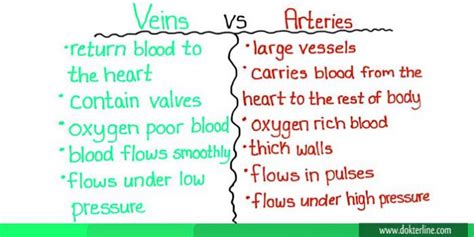 Perbedaan Arteri Dan Vena Lengkap Dokterline