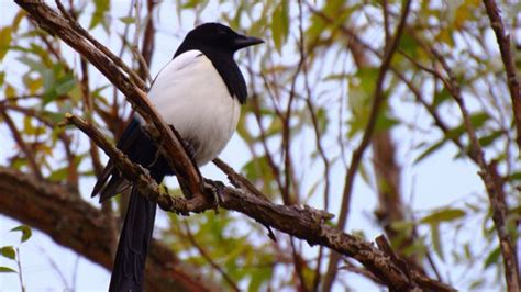 Bbc Earth The Truth About Magpies