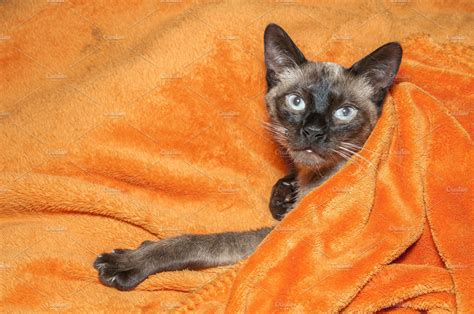 Cat Covered With A Blanket Stock Photo Containing Adorable And Animal