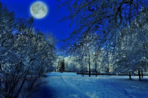 Luna Piena Sopra Il Parco Di Inverno Bello Paesaggio Di Notte
