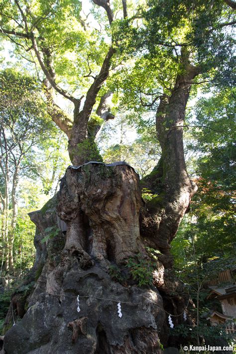 Kinomiya Jinja Pilgrimage To The Giant Camphor Tree