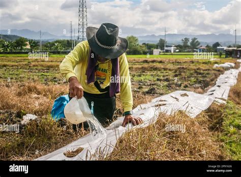 A Farmer Sprinkles Water On Seedlings On A Small Agricultural Land In