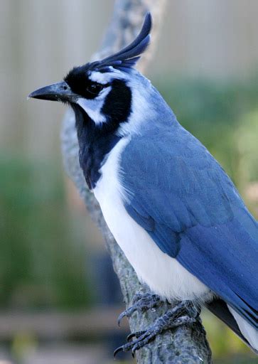 Black Throated Magpie Jay Wikipedia