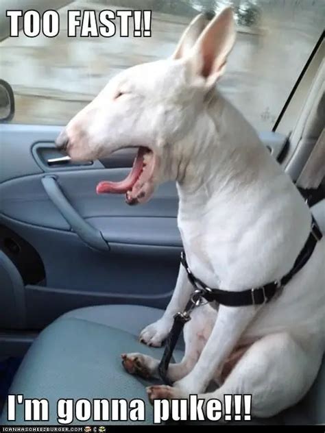 19 Funny Pics Memes Of English Bull Terriers The Paws