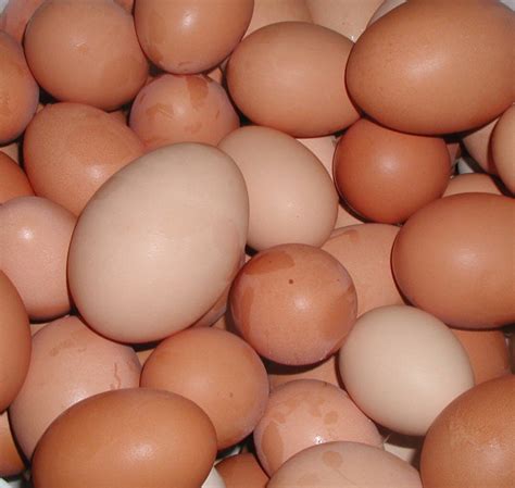 Chicken Eggs Productscameroon Chicken Eggs Supplier