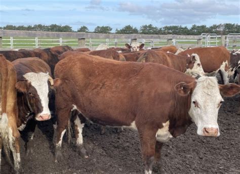 the herd online 21 ptic hereford freisian heifers for sale