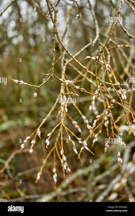 Salix Caprea Tree Isolated Hi Res Stock Photography And Images Alamy