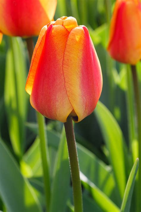 Beautiful Tulip Free Stock Photo Public Domain Pictures