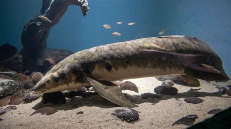Worlds Oldest Aquarium Fish Methuselah Could Be Decades Older Than