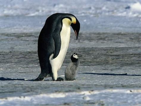 Penguin Is Very Fun With Her Mother Rpenguin