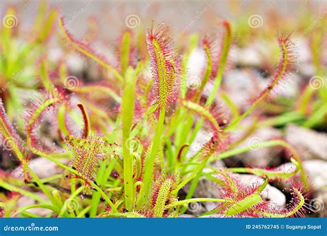 Closeup Sundew Carnivorous Plant Drosera Anglica Insectivorous Plants