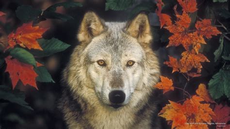 Wolves Autumn Wallpapers - Wallpaper Cave