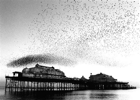 Starlings Over West Pier Brighton