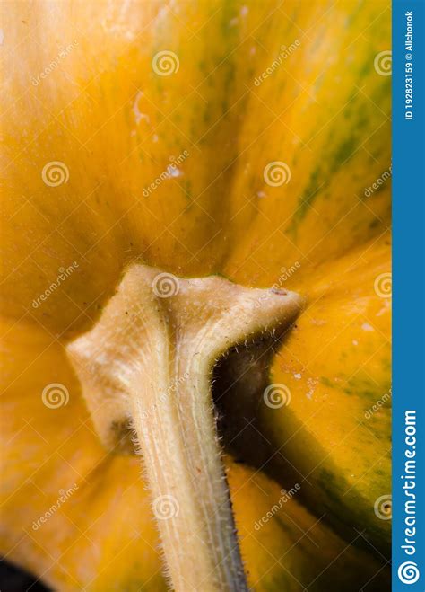 Pumpkin Stalk Close Up Large Orange And Green Pumpkin Stock Image