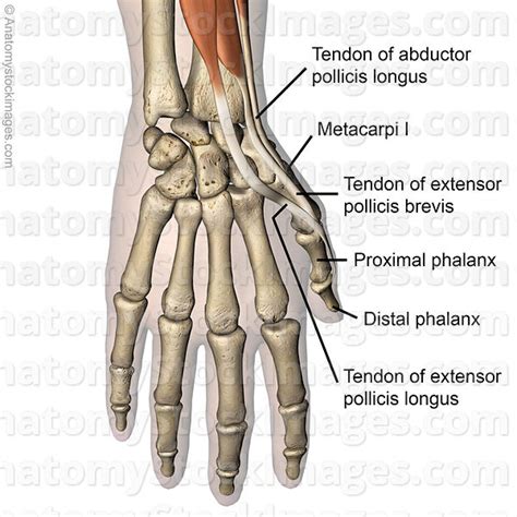 Lateral side of base of proximal phalanx of thumb action: Anatomy Stock Images | hand-thumb-muscles-dorsal-tendons ...