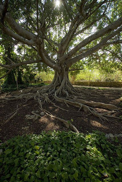 Ceiba Tree In Yucatan Mexico By Jackie Weisberg Via Flickr Ficus