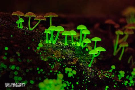 Bioluminescent Mushrooms In Singapore Glow In The Dark Like A Little