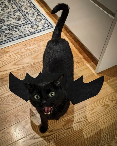 My Cats Toothless Halloween Costume Cats
