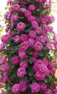 Pin By Kathy Odum On ⊱ ⊱rosas E Flores ⊱ ⊱ Flower Seeds Climbing