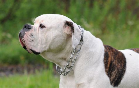 We did not find results for: American Bulldog Wallpapers Images Photos Pictures Backgrounds
