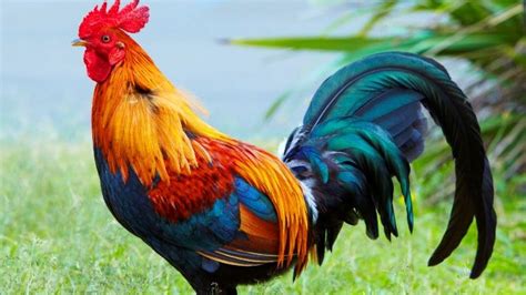Hikayat Mangkuk Cap Ayam Jago Yang Legendaris Dan Mulai Jadi Buruan