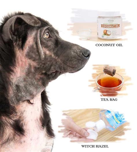 10 Home Remedies For Hot Spots In Dogs Fab How