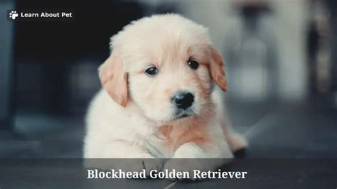 Blockhead Golden Retriever 9 Interesting Facts 2022