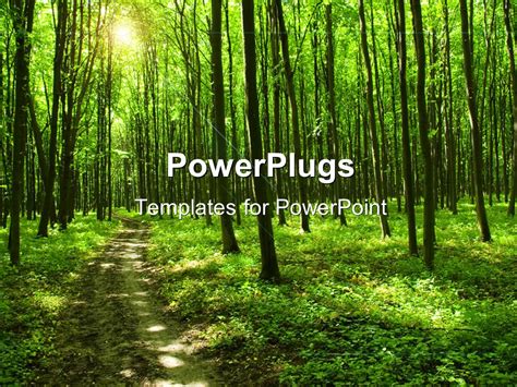 Powerpoint Template Path In Green Forest With Huge Trees And Sunlight