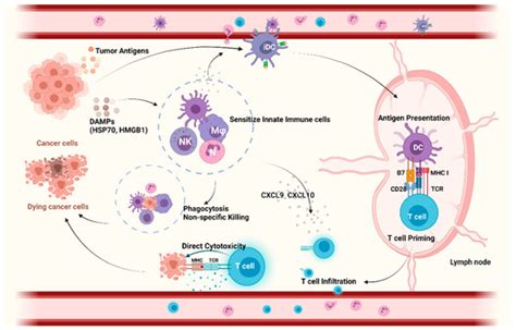 Cancers Free Full Text Kinase Inhibitors Effects On Innate