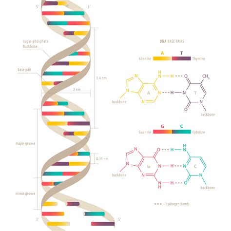 Dna Double Helix Structure Model Dna Structure Of Deoxyribose Genetic