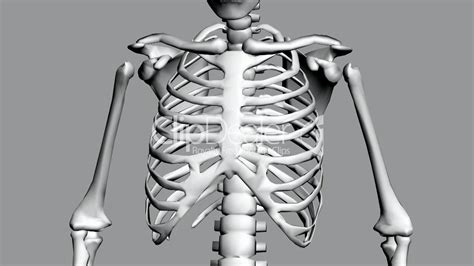Human ribs stock photos and images. Rotation of 3D skeleton.ribs,chest,anatomy,human,medical ...