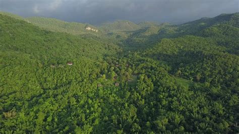 Drone Aerial View Of Green Spring Forest From Top 2020032 Stock Video