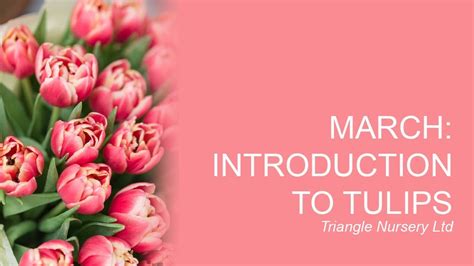 Berens flower gardens wholesale retail home improvement & maintenance zip: Introduction to Tulips - Wholesale Flowers Direct - YouTube