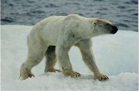 Photographing Skinny Polar Bears First Person Seeker