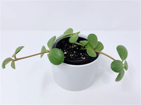Peperomia Hope Plant Trailing Houseplant Soft Leaves Round Leaves