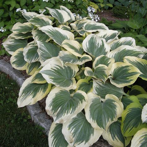 Hosta Victory Buy Plantain Lily At Coolplants
