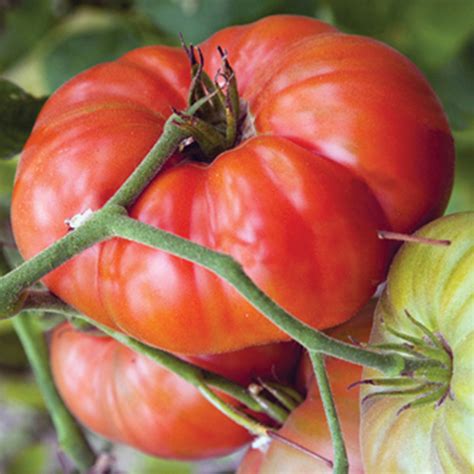 Mariannas Peace Tomato Seed Sale Totally Tomatoes
